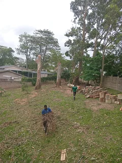 ACTION TREE FELLING SERVICES