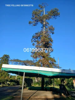Action Tree Felling Services