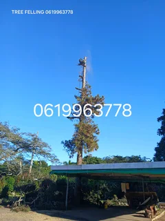 ACTION TREE FELLING SERVICES