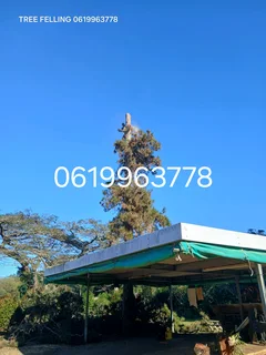 ACTION TREE FELLING SERVICES