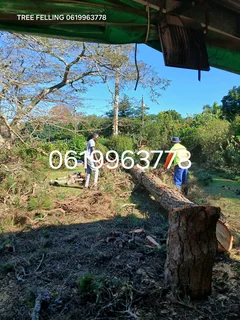 ACTION TREE FELLING SERVICES