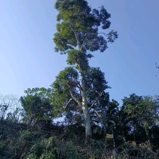 ACTION TREE FELLING SERVICES