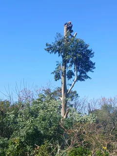 ACTION TREE FELLING SERVICES