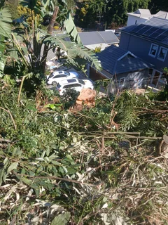 ACTION TREE FELLING SERVICES