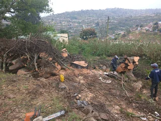 ACTION TREE FELLING SERVICES