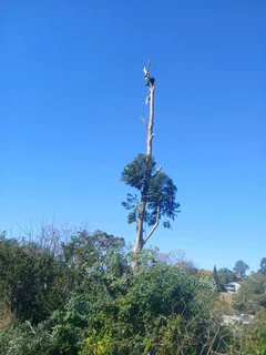 Tree felling services