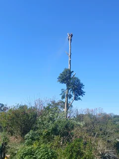 Tree felling services