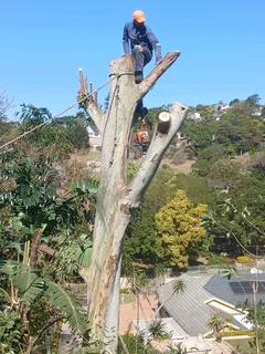 Tree felling services