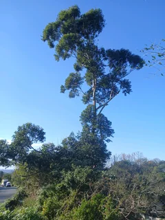 Tree felling services