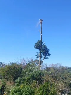 Tree felling services