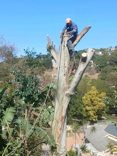 Tree felling services
