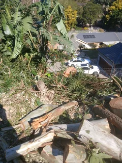 Tree felling services