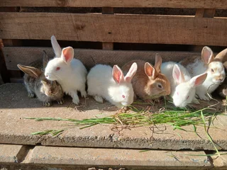 Baby bunnies available for sale