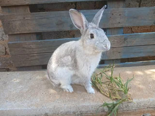 Adult mixed breed(pet) buns for sale