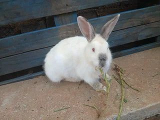 Adult mixed breed(pet) buns for sale