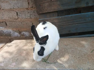 Adult mixed breed(pet) buns for sale
