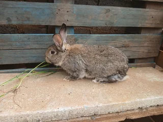 Adult mixed breed(pet) buns for sale