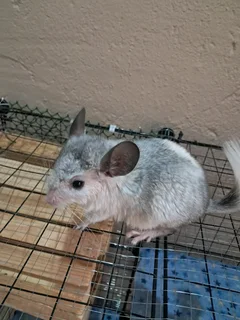 White and Violet chinchilla + cage