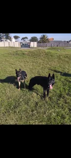 German shepherd puppy