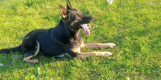 German shepherd puppy