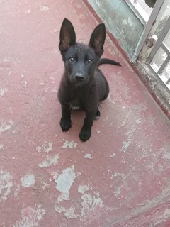 German shepherd puppy