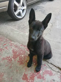 German shepherd puppy
