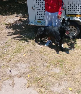 German shepherd puppy