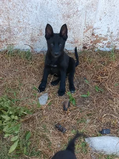 German shepherd puppy