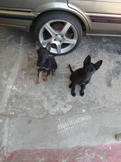 Black german shepherd