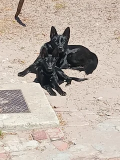 Black female german shepherd puppy