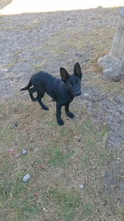 German shepherd puppy