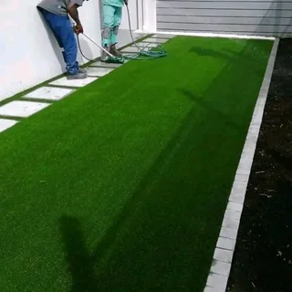 Turf Grass