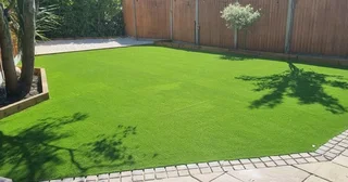 Turf Grass