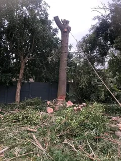 Tree removal