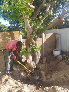 #TREE FELLER    WE OFFER THE FOLLOWING SERVICES