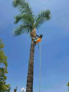 #TREE FELLER    WE OFFER THE FOLLOWING SERVICES