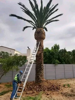 #TREE FELLER    WE OFFER THE FOLLOWING SERVICES