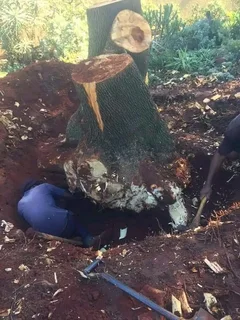 #TREE FELLER    WE OFFER THE FOLLOWING SERVICES