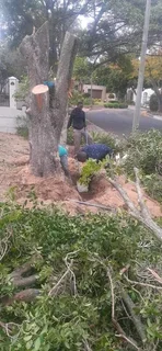 #TREE FELLER    WE OFFER THE FOLLOWING SERVICES