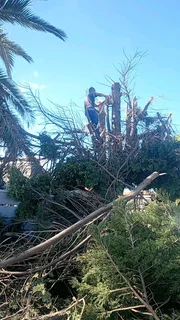 Professional Tree Felling Service