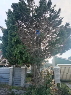 PROFESSIONAL TREE FELLING SERVICE