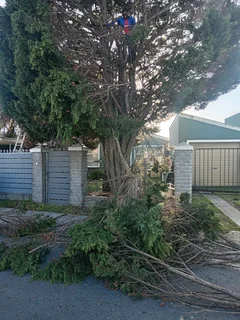 PROFESSIONAL TREE FELLING SERVICE