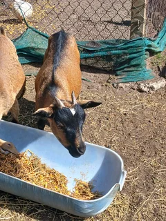 Dwaft goats