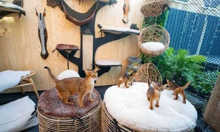 Energetic And Charming  Abyssinian Kittens!