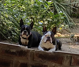 Boston Terrier Puppies