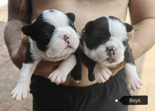 Boston Terrier Puppies