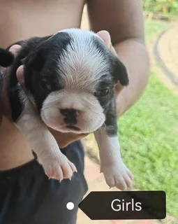 Boston Terrier Puppies