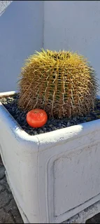 Golden Barrel Cactus in large pot