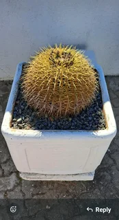 Golden Barrel Cactus in large pot