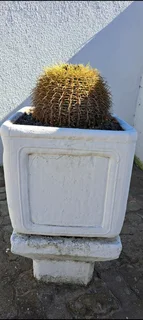 Golden Barrel Cactus in large pot